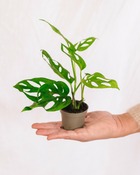 Plante d'intérieur - mini monstera adansonii 15cm