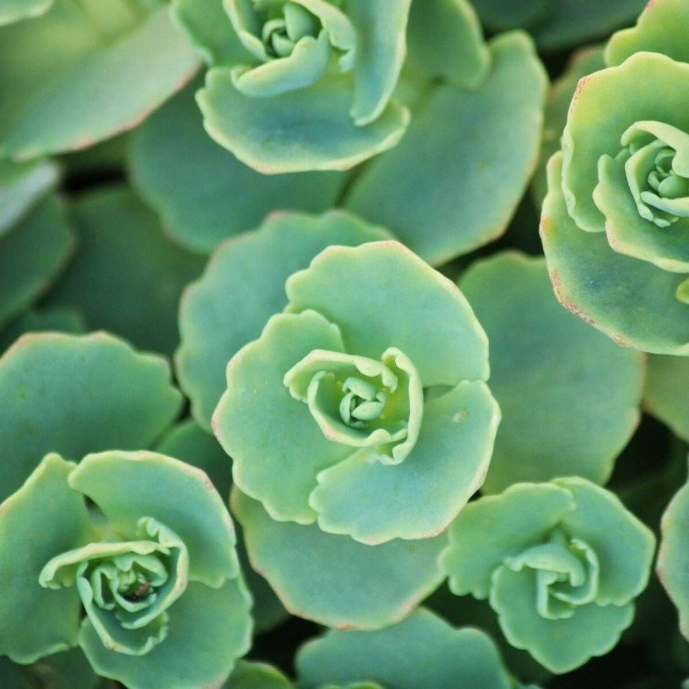 Orpin pachyclados, sedum lot de 9 godets