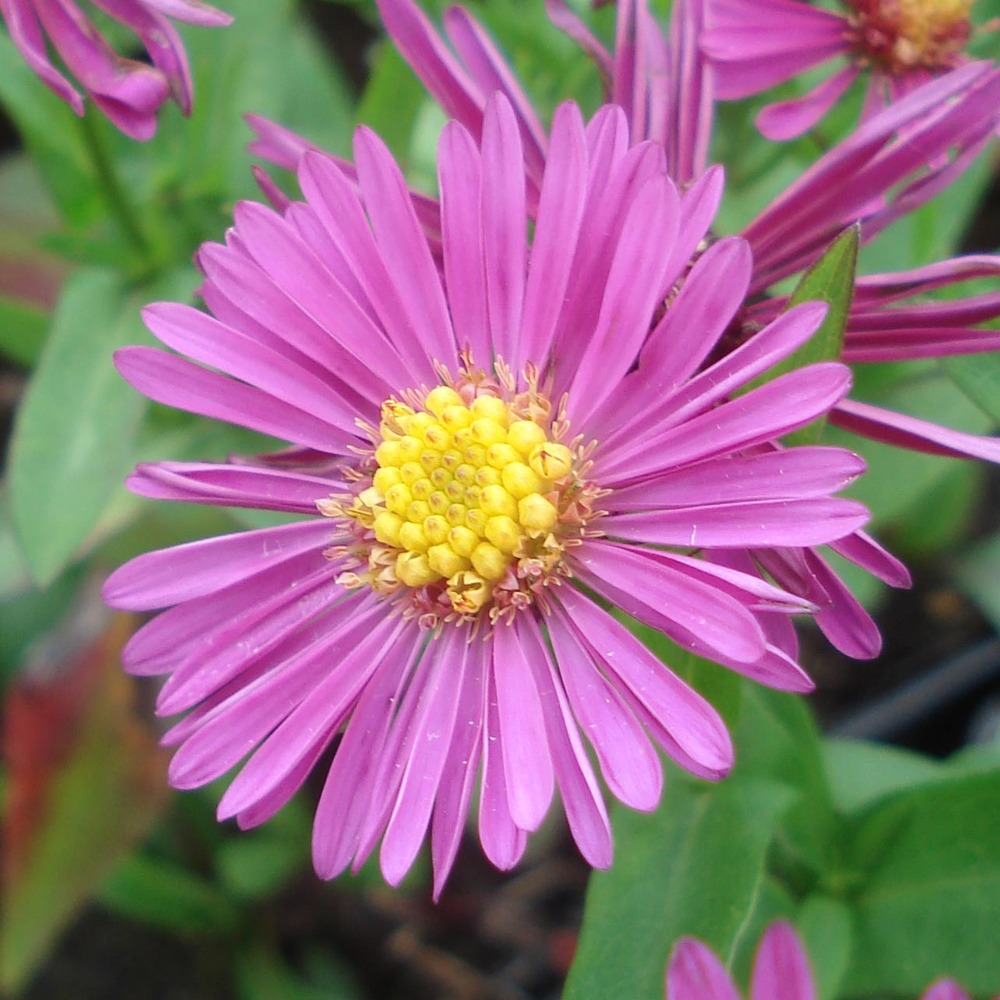 Aster nain 'jenny' godet de 8/9 cm