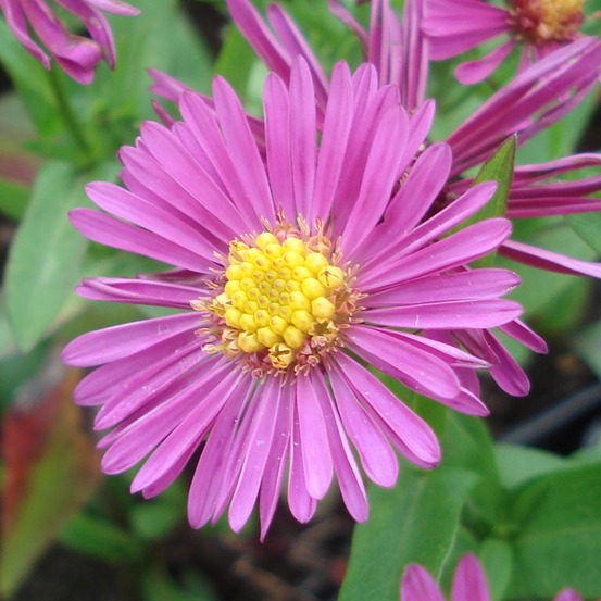 Aster nain 'jenny' godet de 8/9 cm