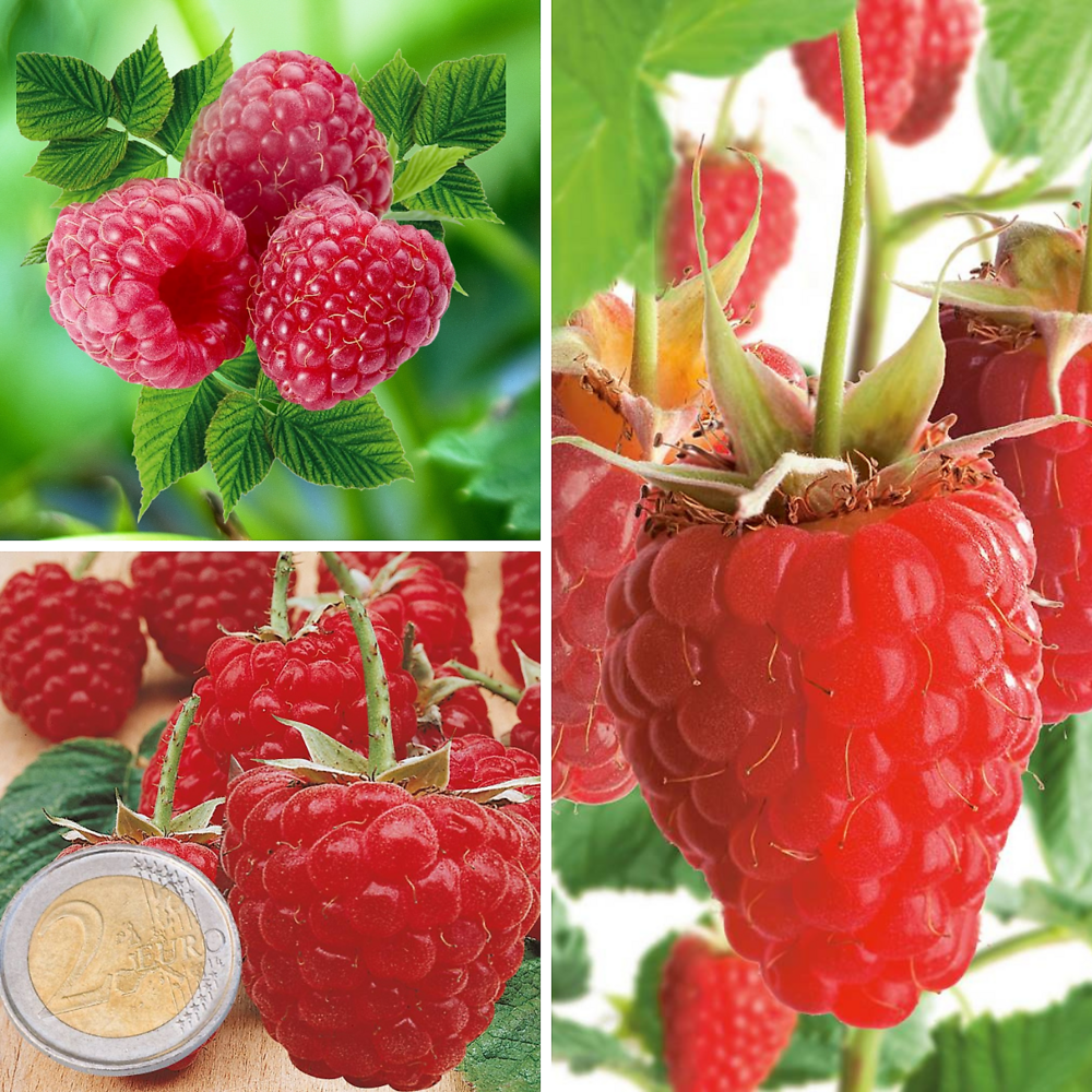 Offre framboisiers forte production - 3 pieds