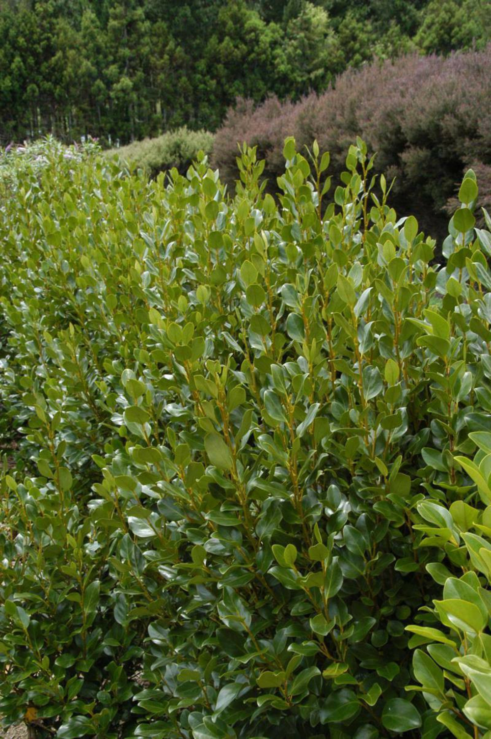 Griseline du littoral - en pot de 2 litres