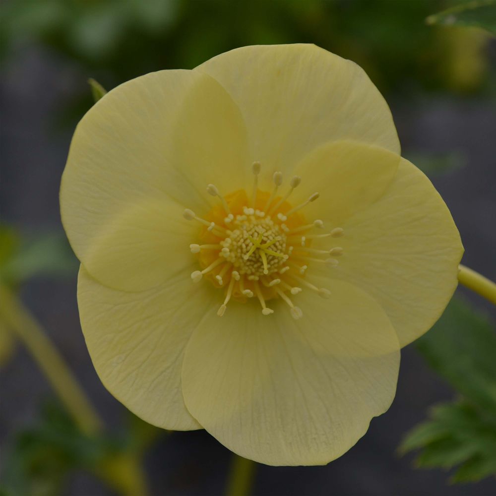 Hellébore 'super yellow' pot de 2l/3l