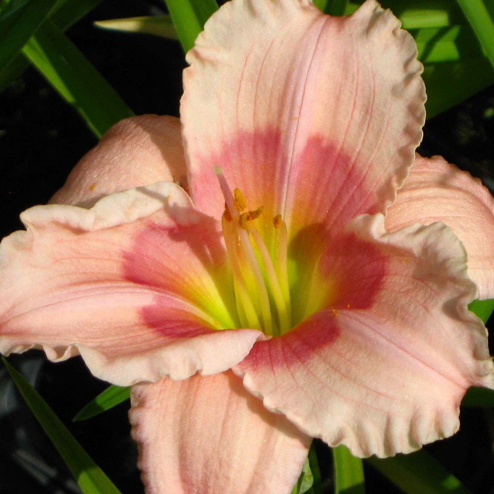 Lis d'un jour, hémérocalle 'janice brown' pot de 1l/1,5l