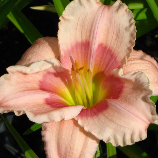Lis d'un jour, hémérocalle 'janice brown' pot de 1l/1,5l