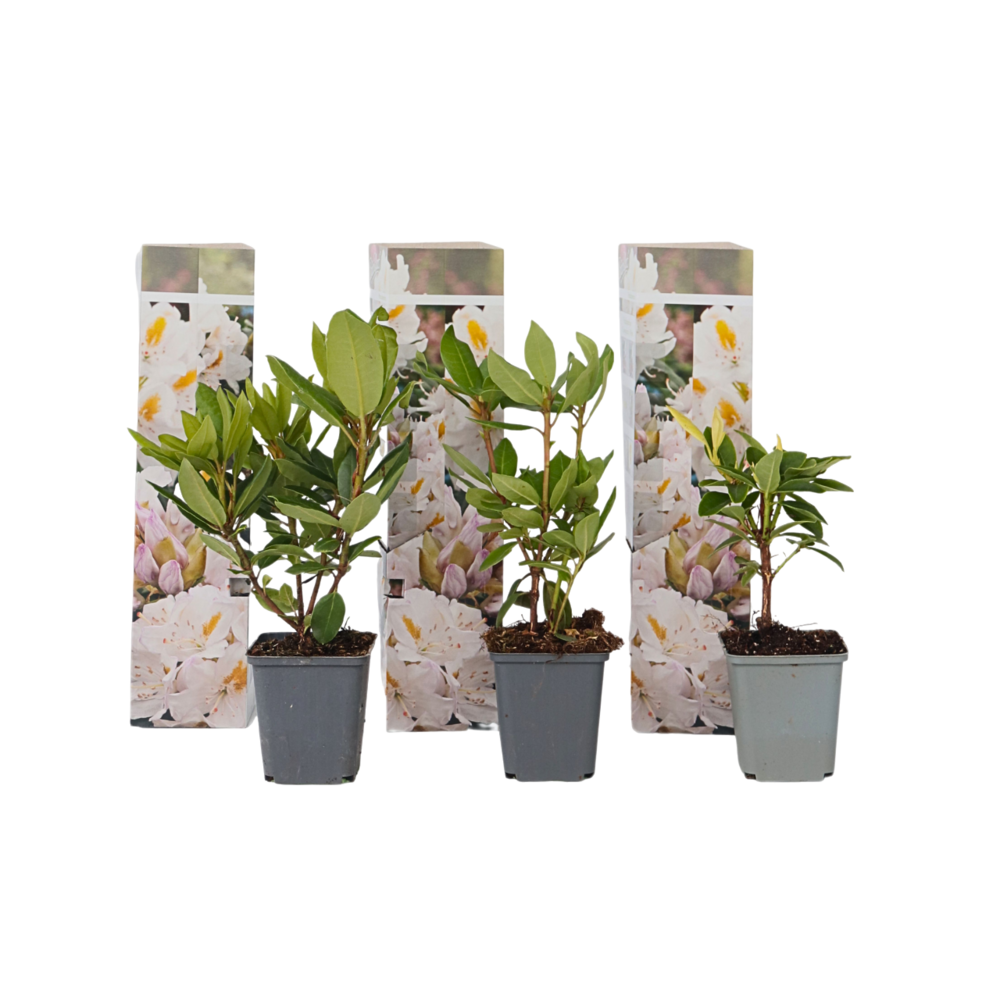 Buisson à fleurs - set de 3 - rhododendron 'cunningham' - h25-40cm - ⌀9cm