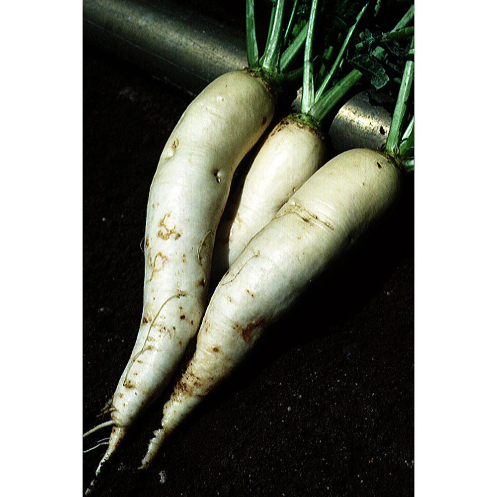 Navet- rave 'demi long de croissy' le sachet de 2000 graines environ (5g)