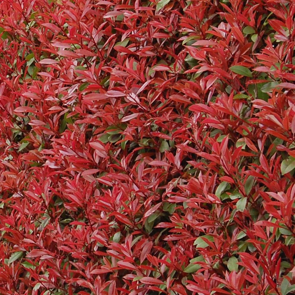 Photinia x fraseri 'carré rouge' godet de 8/9 cm