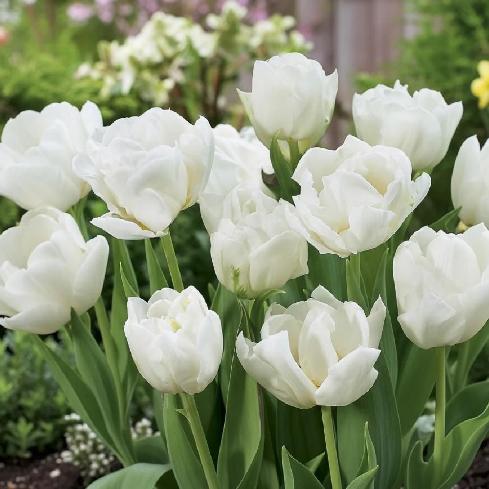 Bulbe de tulipe double hâtive mondial sachet de 8 bulbes