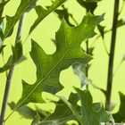 Quercus palustris green pillar c.7,5l