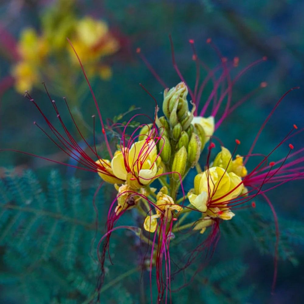 Césalpinie de gillies pot de 4l - 40/60 cm