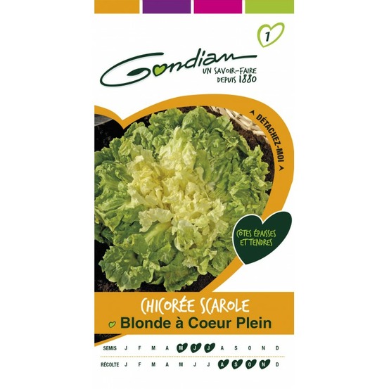 Chicorée scarole blonde a cœur plein