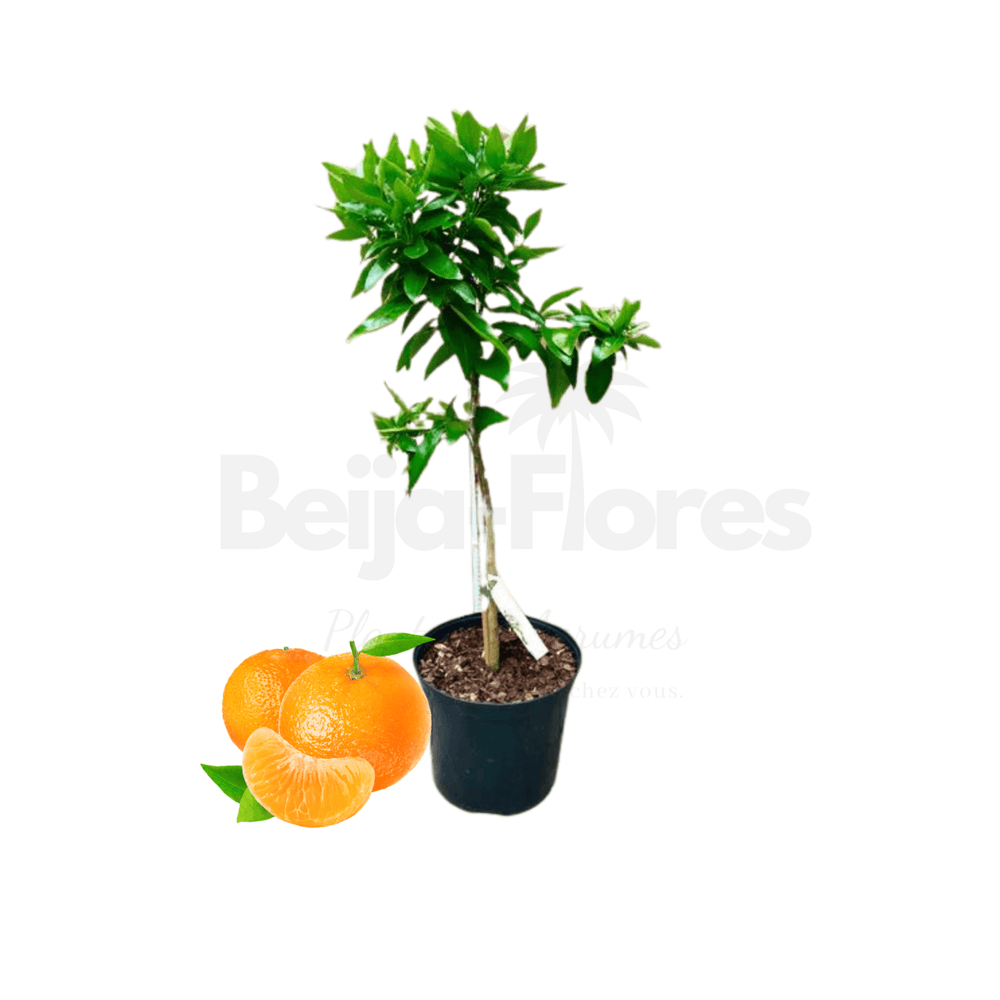 Clémentinier (citrus clementina arbre fruitier) en pot 4l hauteur 70 à 100 cm