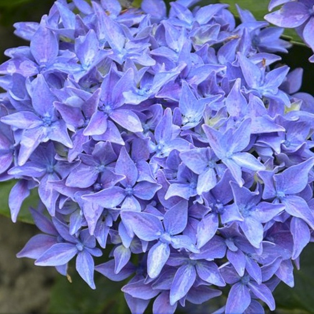 Hortensia 'tovelit' pot de 2l/3l