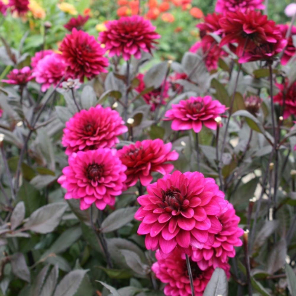 Dahlia gpe décoratif 'purple flame' bulbe calibre i