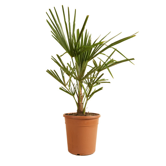 Trachycarpus fortunei - palmier chanvre - palmier rustique - plantes de jardin - 60-80 cm de haut