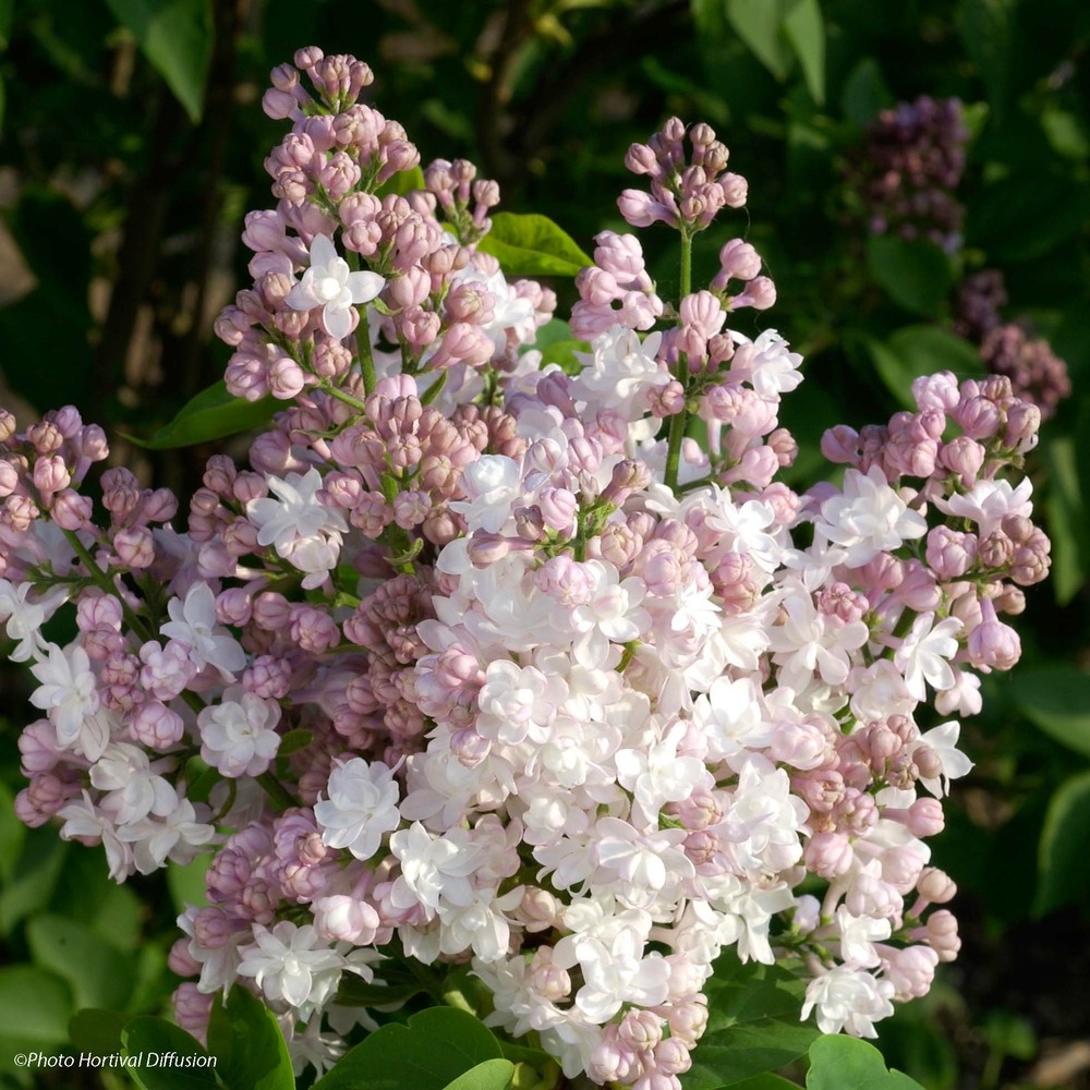 Lilas commun 'beauty of moscou' pot de 4l/5l