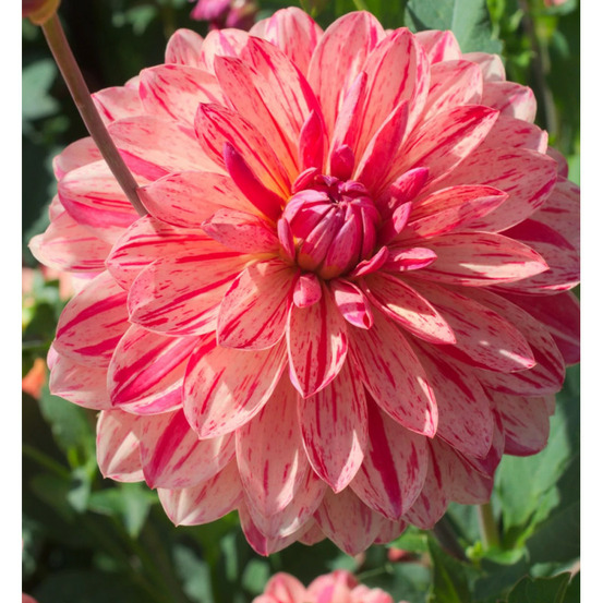 Bulbe de dahlia décoratif nain zanzibar sachet de 1 bulbe