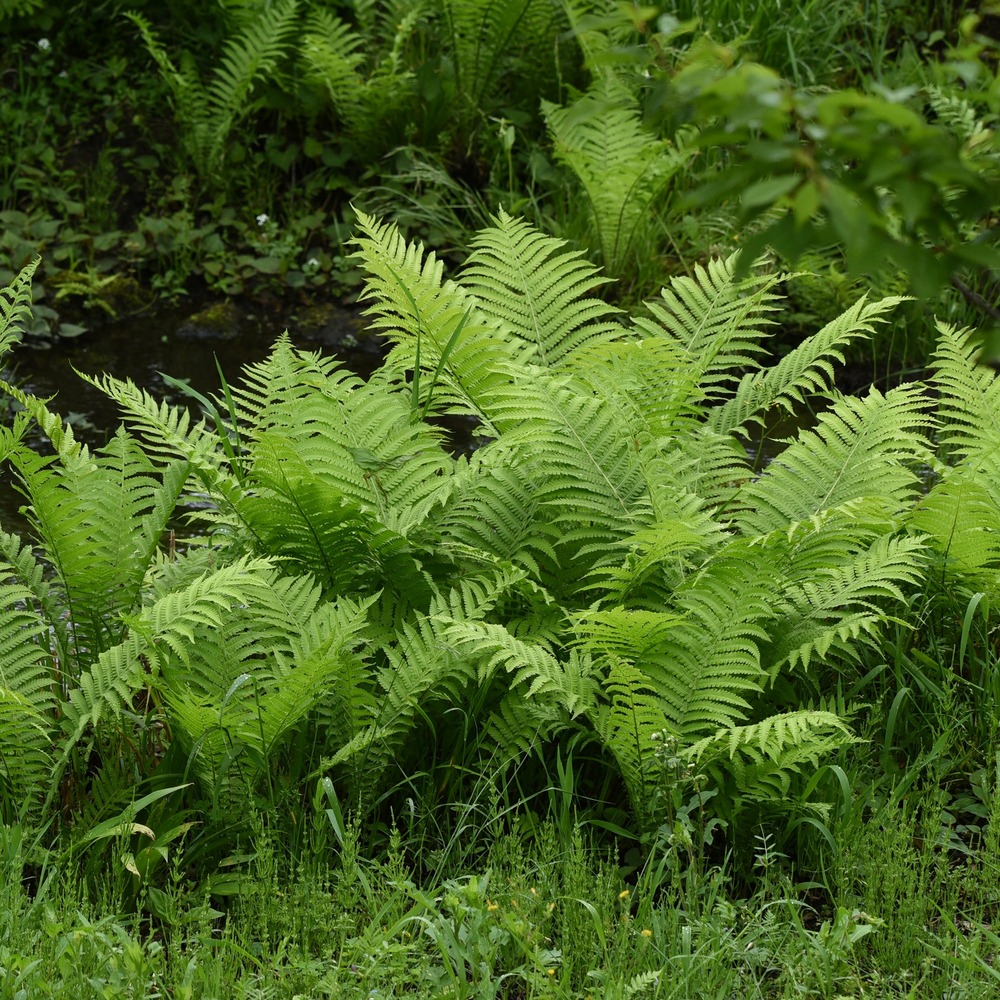 2 fougères plume d'autruche - les 2 pots / ø 9cm