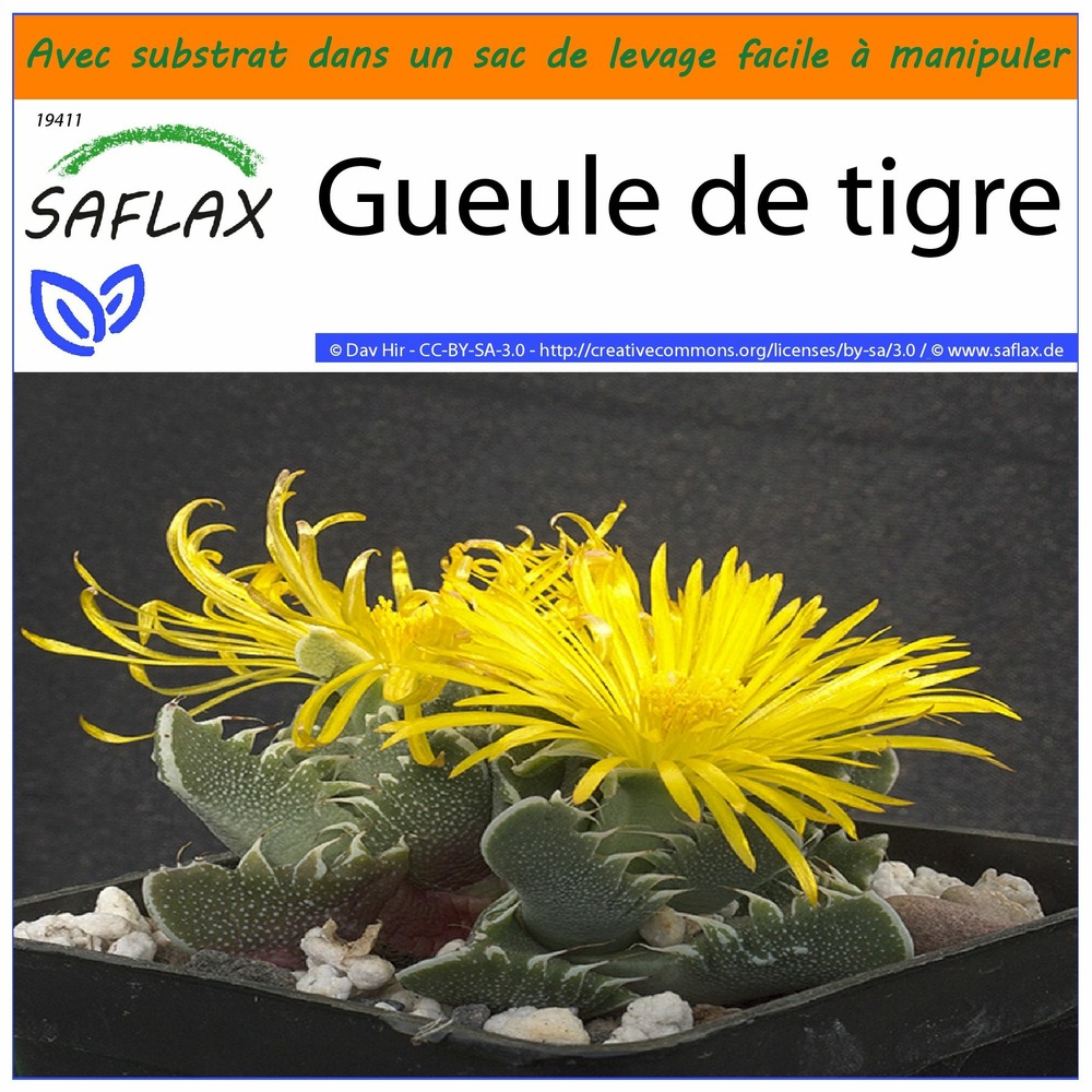 Garden in the bag - gueule de tigre - 40 graines - faucaria tigrina