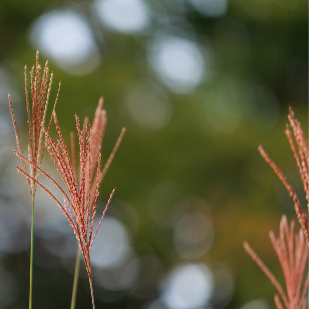 Roseau de chine ferner osten - miscanthus sinensis ferner osten 80 cm godet 9cm