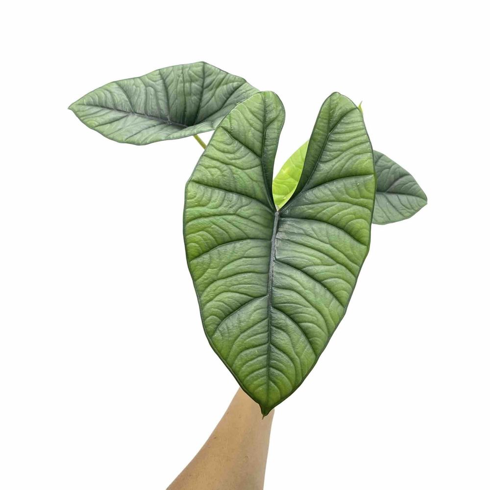 Alocasia platinum - pot de 11cm - plantes d'intérieur