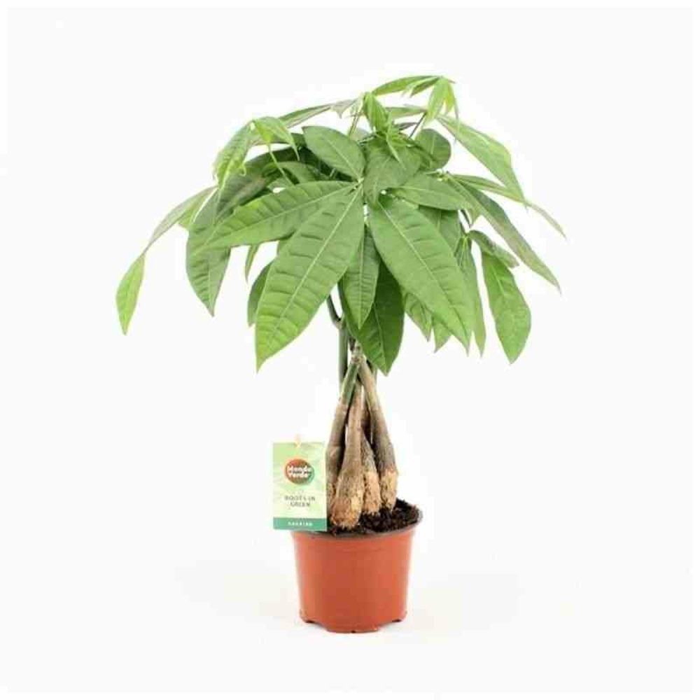 Pachira aquatica (noix de malabar, châtaignier de guyane, cacaoyer-rivière) pot de 10 litres ? 140/160 cm