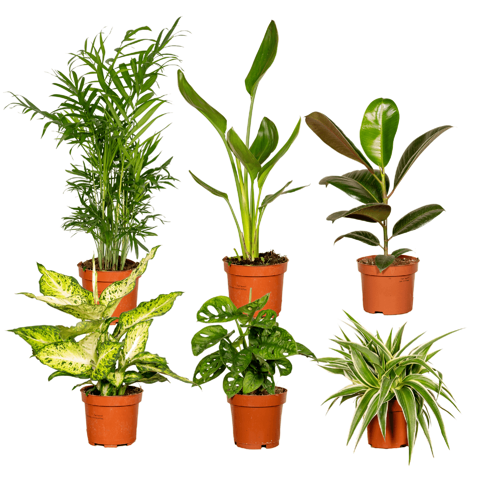 Boîte surprise - ø12cm - ↕25cm - x6 - plantes d'intérieur