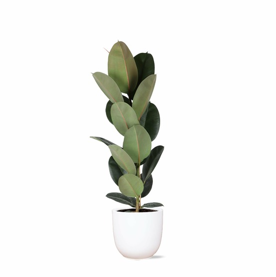 Ficus elastica robusta et son pot blanc - hauteur 90cm
