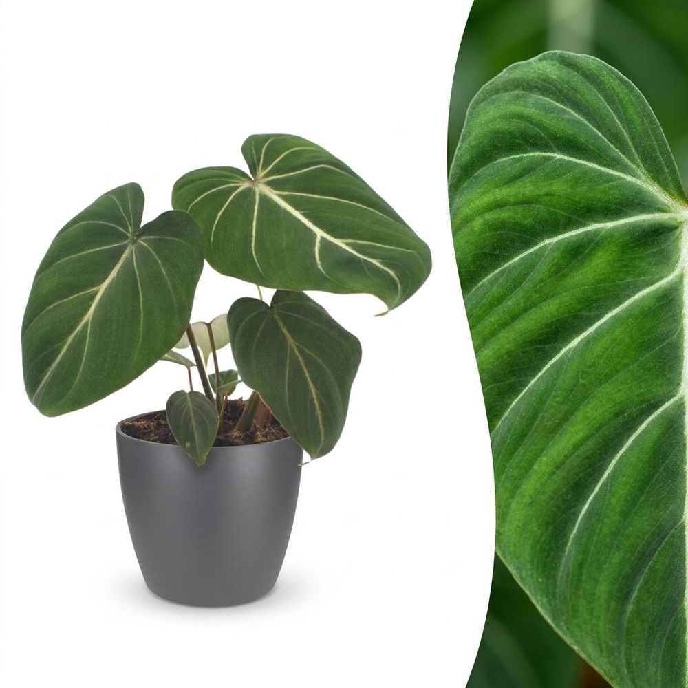 Philodendron gloriosum - pot de 12cm - plantes d'intérieur
