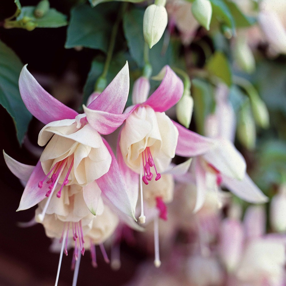 6 fuchsias résistants au gel en mélange - les 6 pots / ø 9cm