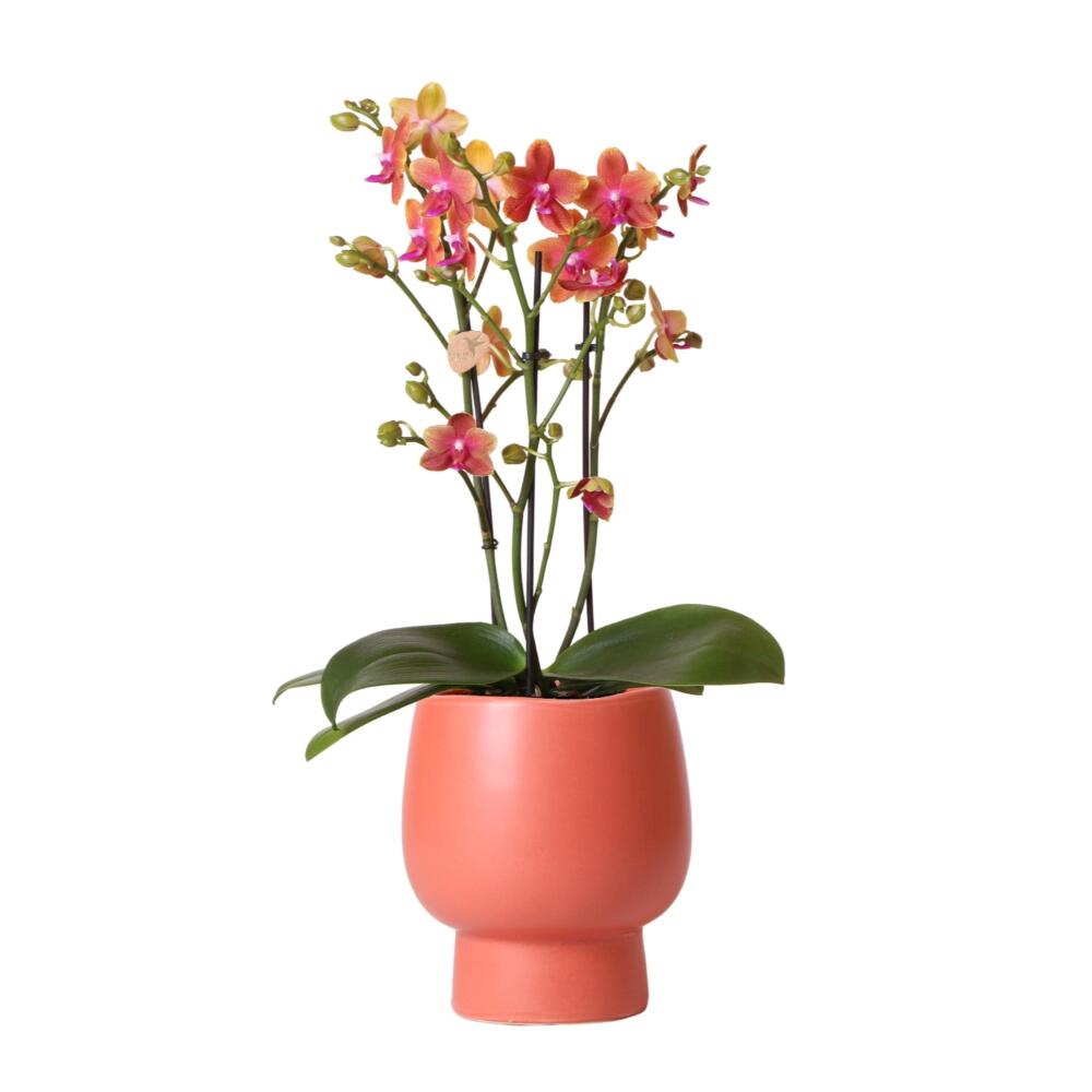 Kolibri orchids - orchidée phalaenopsis orange parfumée en pot scandinave terracotta - taille du pot 12cm