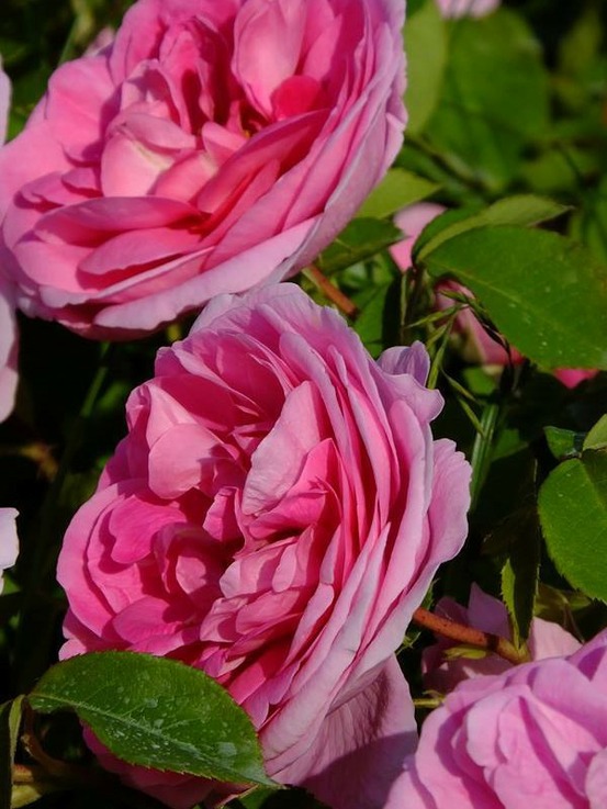 Rosier anglais 'gertrude jekyll' pot de 4l/5l