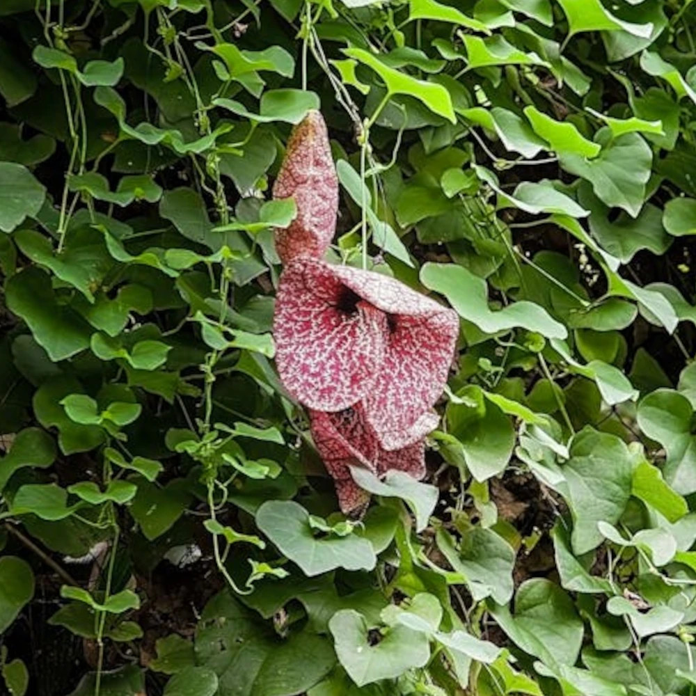 Aristoloche macrophylla, durior pot de 1,5l - tuteur bambou 30/60 cm