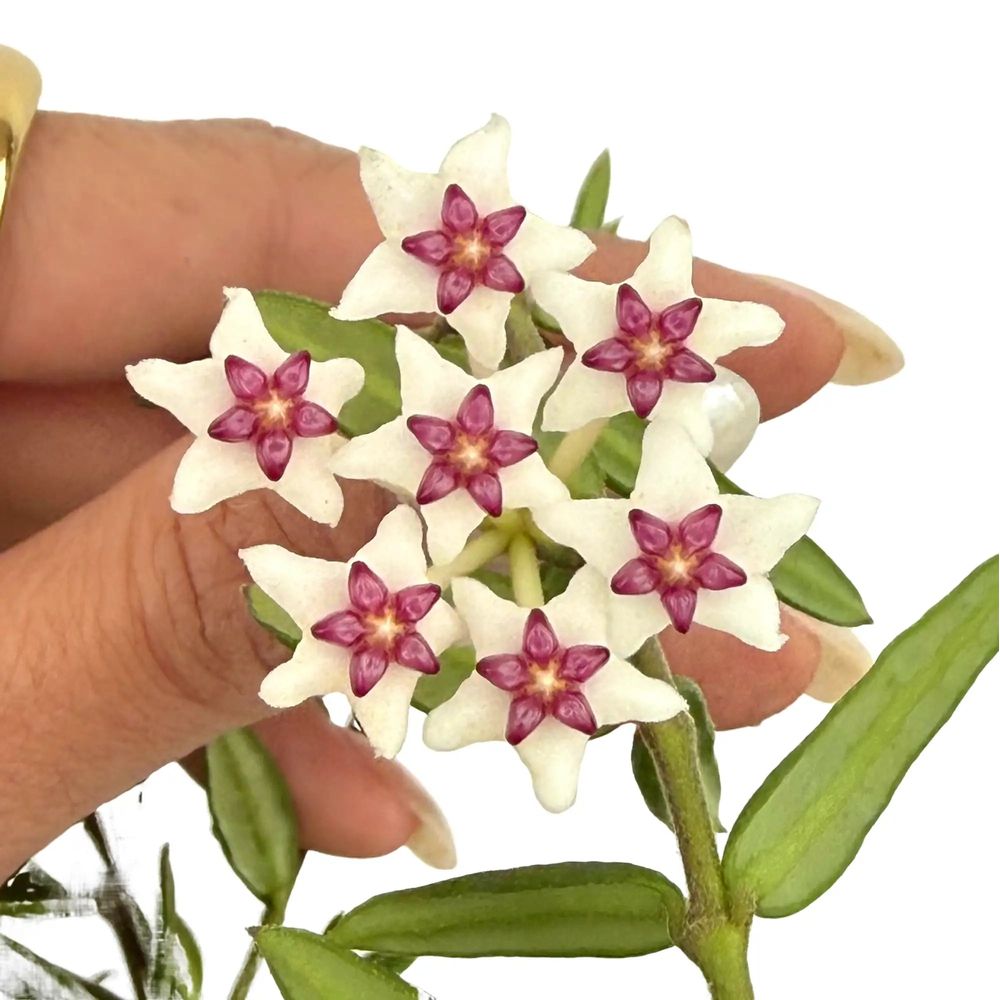 Hoya engleriana - pot de 9cm