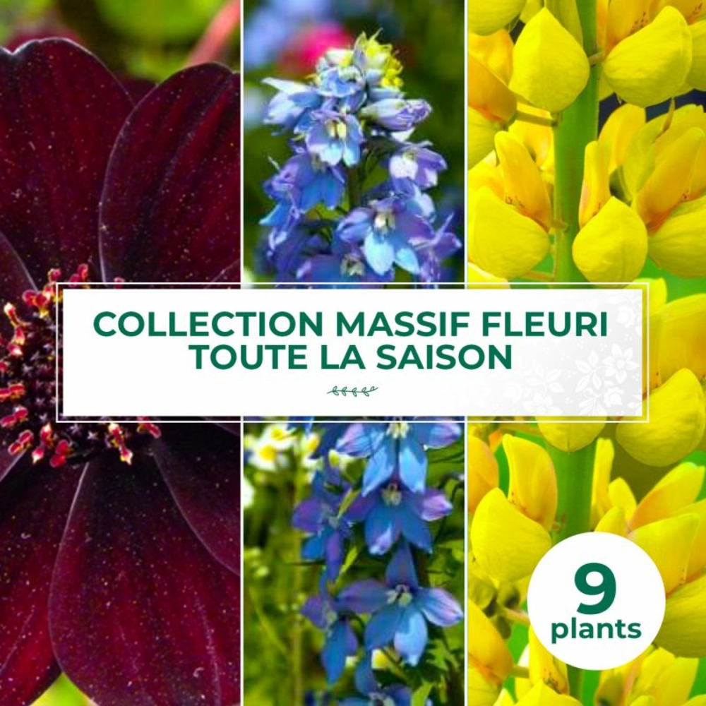 Collection de 9 vivaces pour massif fleuri toute la saison