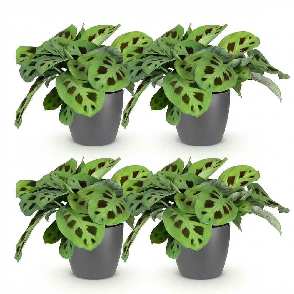 Lot de 4 - maranta fascinator kerchoveana - h35 cm