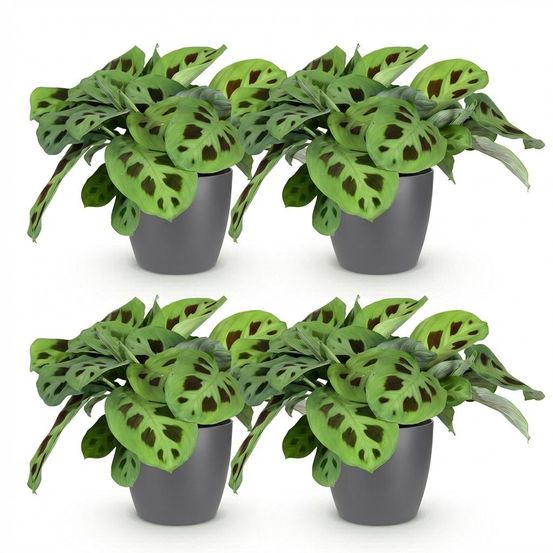 Lot de 4 - maranta fascinator kerchoveana - h35 cm