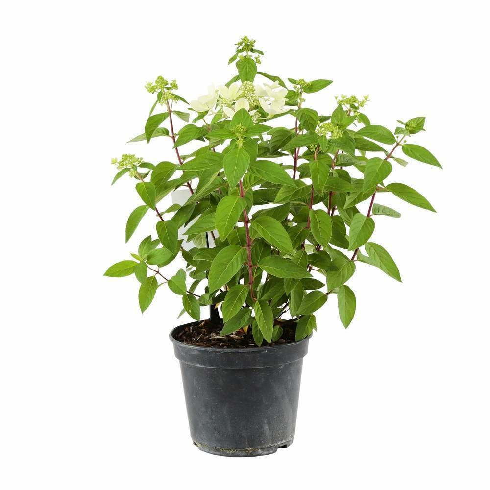 Hydrangea paniculata 'pastel green'®:pot 5l