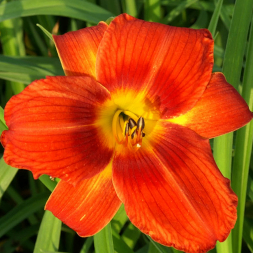 Hémérocalle holiday delight lot de 5 godets