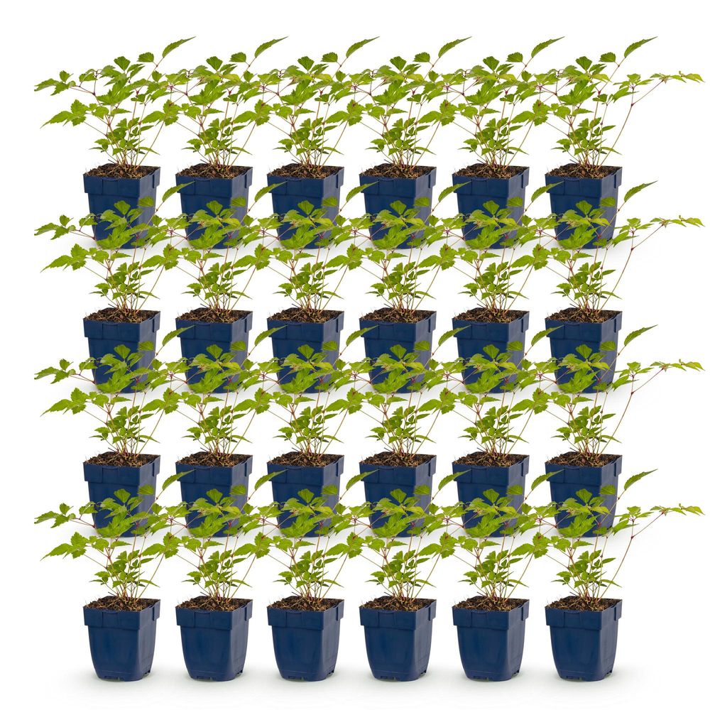 Astilbe 'europa' - lot de 24 - pot 11 cm - hauteur 25 cm