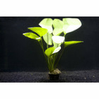 Plante aquatique : Echinodorus Cordifolius en pot