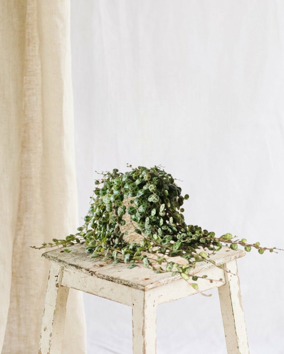 Peperomia prostrata 15cm - plante d'intérieur