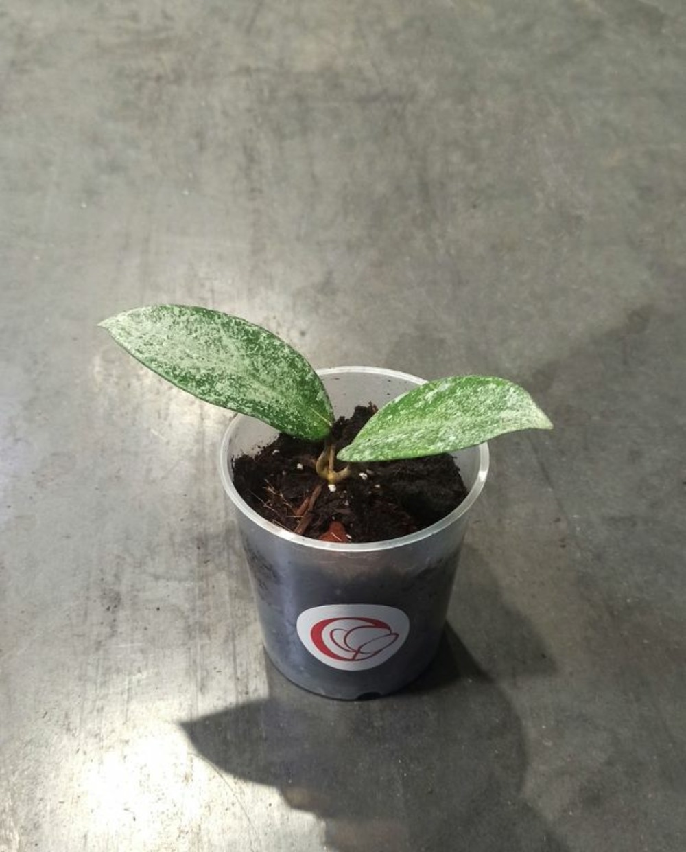 Hoya grey ghost d. 9cm h. 20cm - plante d'intérieur