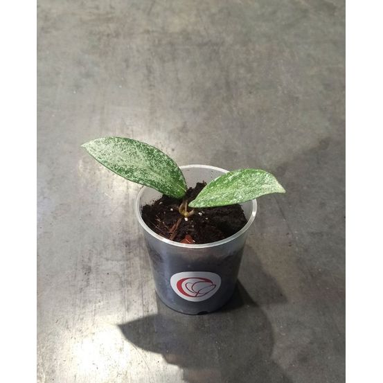 Hoya grey ghost d. 9cm h. 20cm - plante d'intérieur