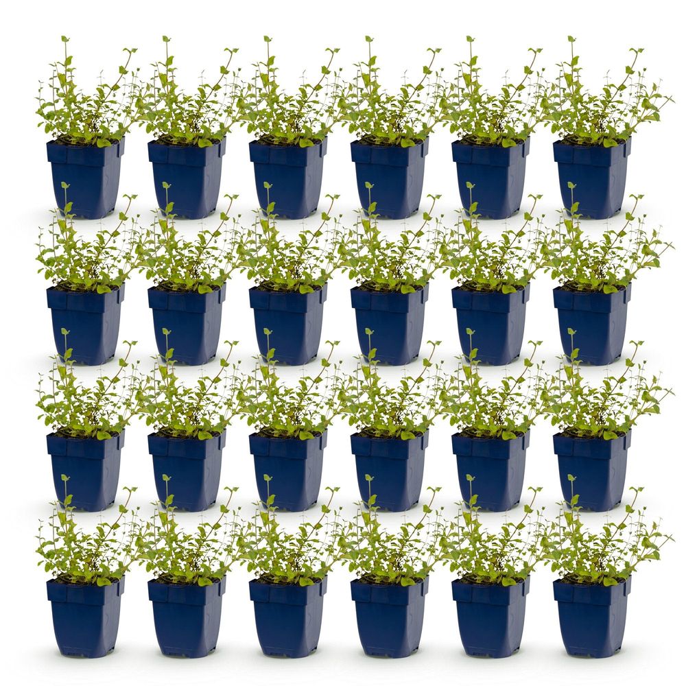 Népéta 'grog' - lot de 24 - pot 11 cm - hauteur 25 cm - plante d'extérieur