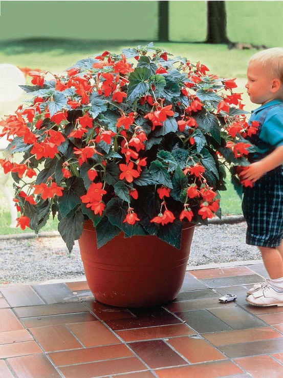 Begonia bertini - 3 bulbes