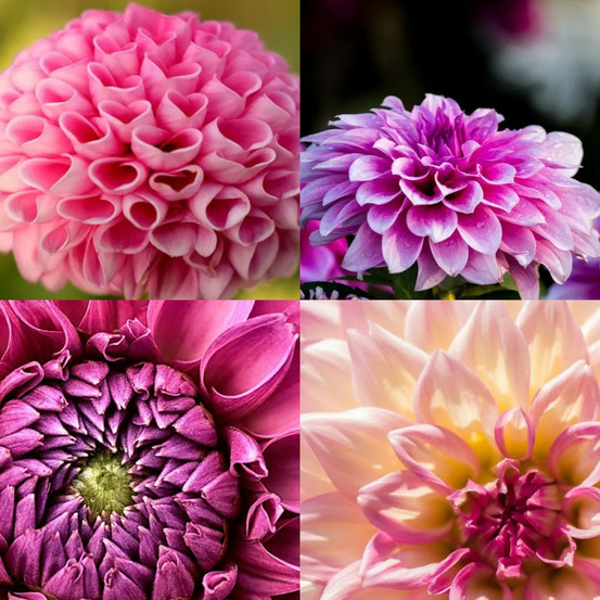 Bulbe de dahlia en mélange de tons roses et violets sachet de 4 bulbes