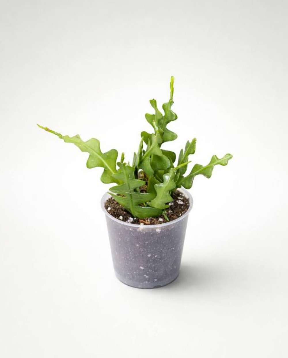 Epiphyllum anguliger d. 6cm h. 15cm - plante d'intérieur