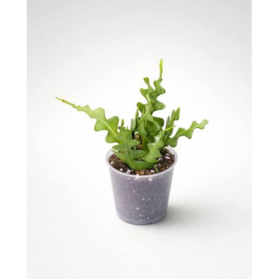 Epiphyllum anguliger d. 6cm h. 15cm - plante d'intérieur